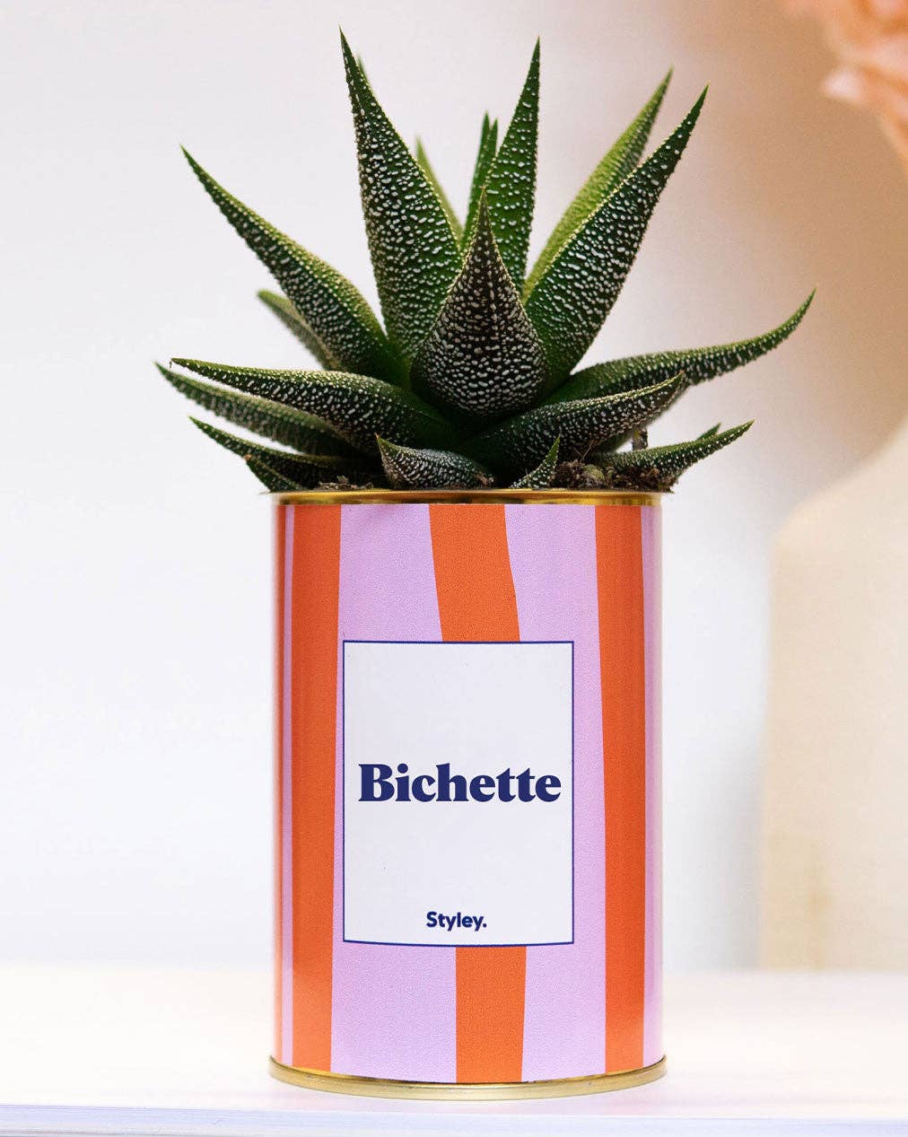 Bichette - Pot À Rayures - Plante Grasse