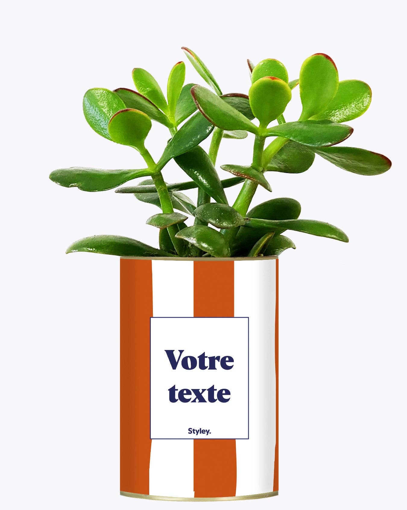 Rayures Terracotta - Plante Personnalisable